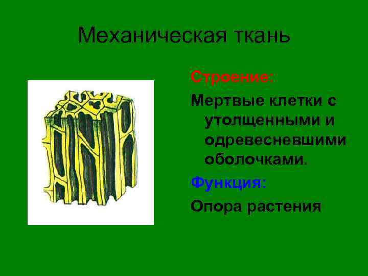 Механическая ткань Строение: Мертвые клетки с утолщенными и одревесневшими оболочками. Функция: Опора растения 
