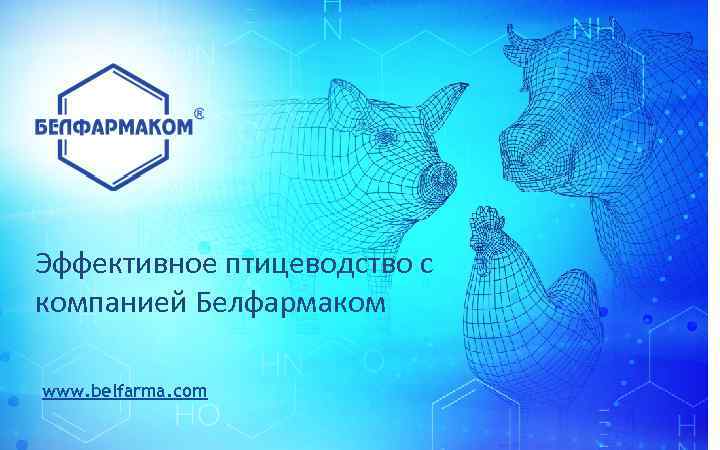 Эффективное птицеводство с компанией Белфармаком www. belfarma. com 