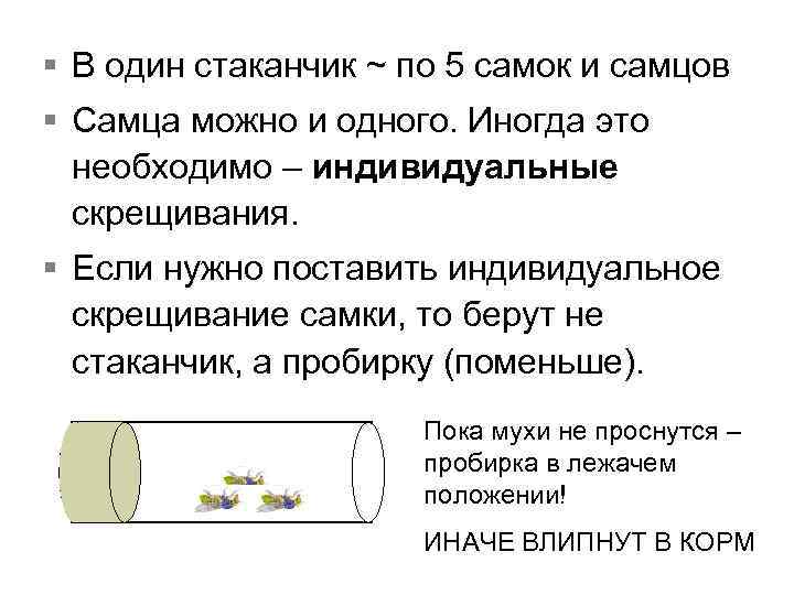 § В один стаканчик ~ по 5 самок и самцов § Самца можно и