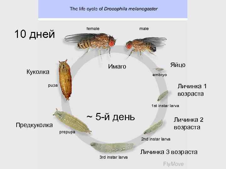 10 дней Куколка Имаго Яйцо Личинка 1 возраста Предкуколка ~ 5 й день Личинка