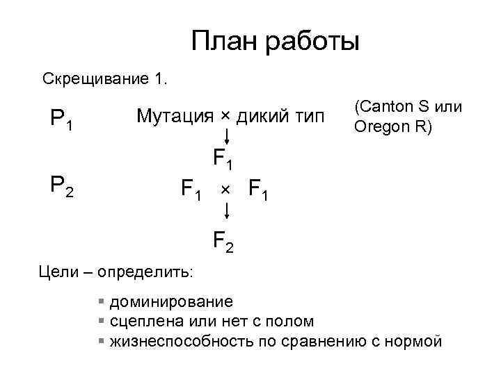 План работы Скрещивание 1. P 1 P 2 Мутация × дикий тип (Canton S