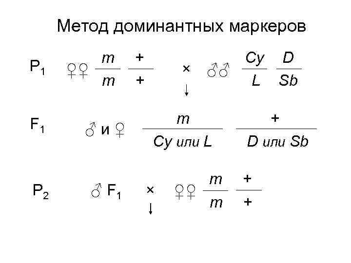 Метод доминантных маркеров P 1 F 1 P 2 m ♀♀ m ♂и♀ ♂