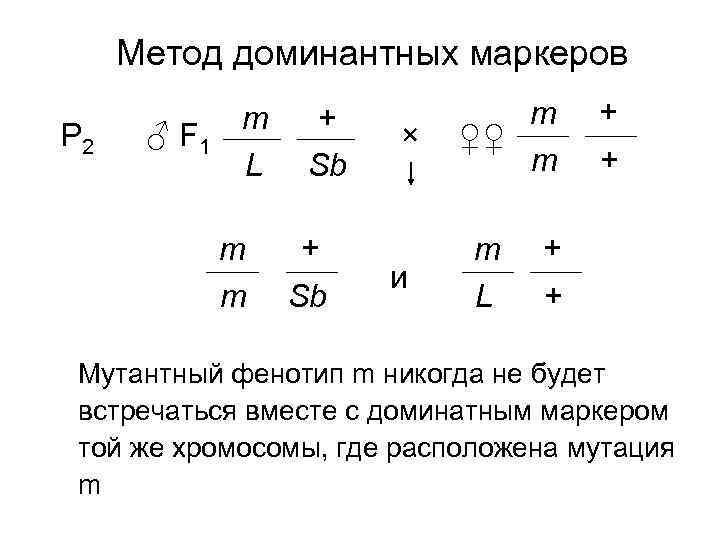 Метод доминантных маркеров P 2 ♂ F 1 m L m m + Sb