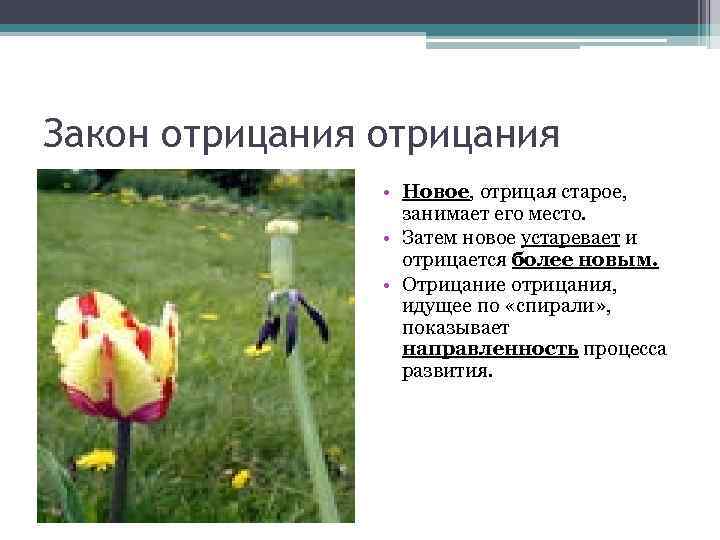Закон отрицания • Новое, отрицая старое, занимает его место. • Затем новое устаревает и