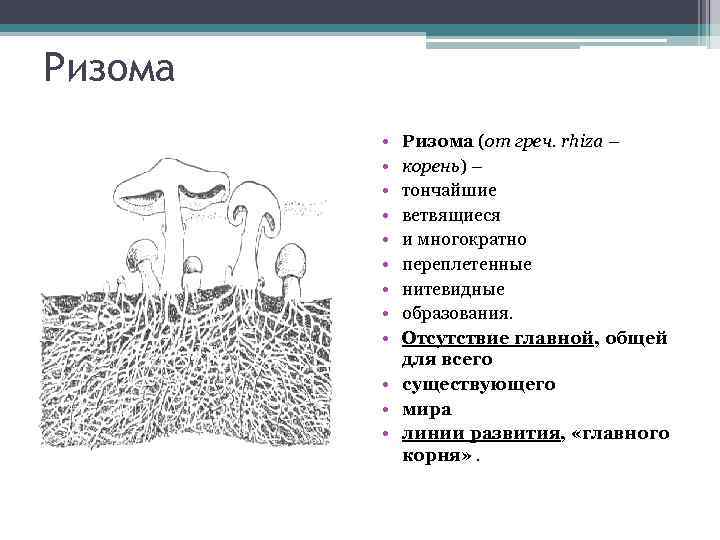 Ризома • • • Ризома (от греч. rhiza – корень) – тончайшие ветвящиеся и
