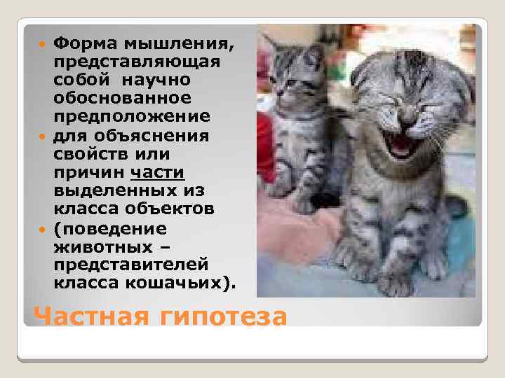 Форма мышления, представляющая собой научно обоснованное предположение для объяснения свойств или причин части выделенных