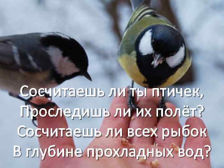 Сосчитаешь ли ты птичек, Проследишь ли их полёт? Сосчитаешь ли всех рыбок В глубине