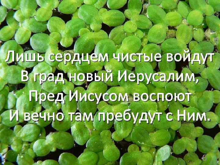 Лишь сердцем чистые войдут В град новый Иерусалим, Пред Иисусом воспоют И вечно там