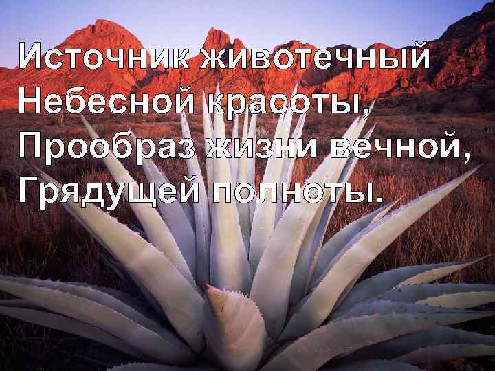 Источник животечный Небесной красоты, Прообраз жизни вечной, Грядущей полноты. 