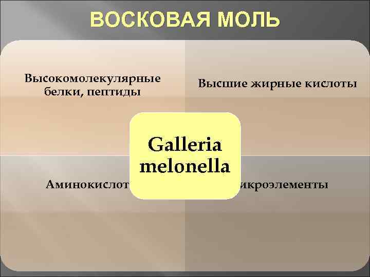 ВОСКОВАЯ МОЛЬ Высокомолекулярные белки, пептиды Высшие жирные кислоты Galleria melonella Аминокислоты Микроэлементы 