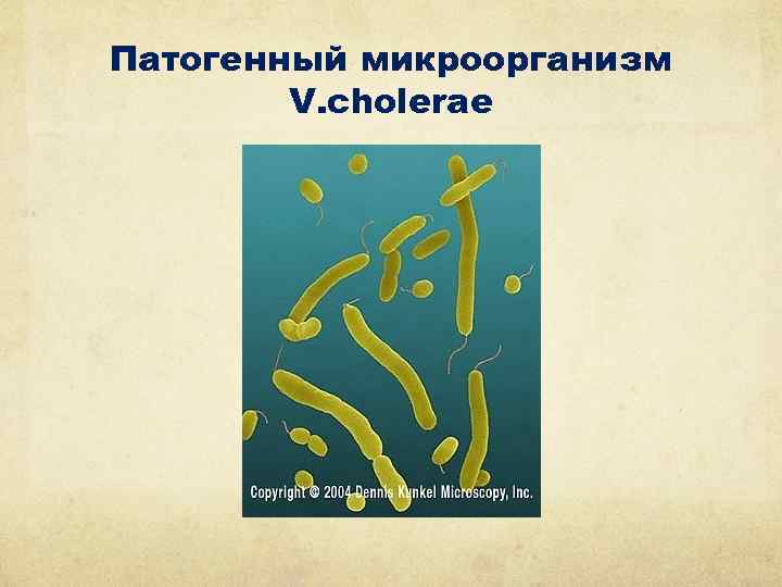 Патогенный микроорганизм V. cholerae 
