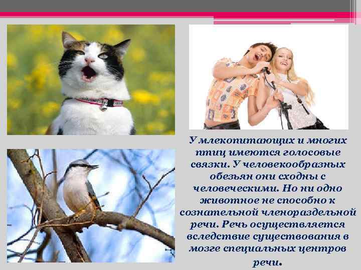 У млекопитающих и многих птиц имеются голосовые связки. У человекообразных обезьян они сходны с