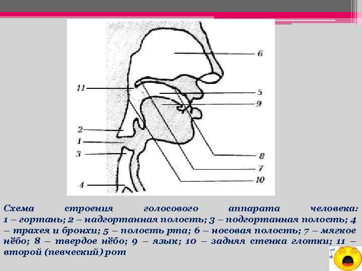 Схема строения голосового аппарата человека: 1 – гортань; 2 – надгортанная полость; 3 –
