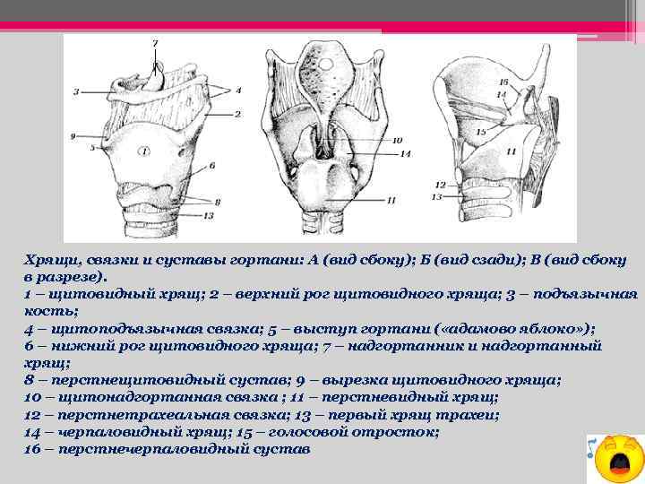 Хрящи, связки и суставы гортани: А (вид сбоку); Б (вид сзади); В (вид сбоку