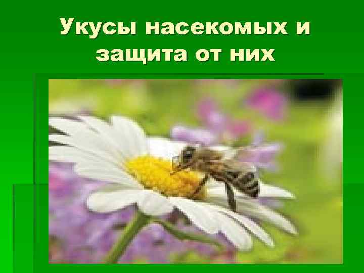 Укусы насекомых и защита от них 