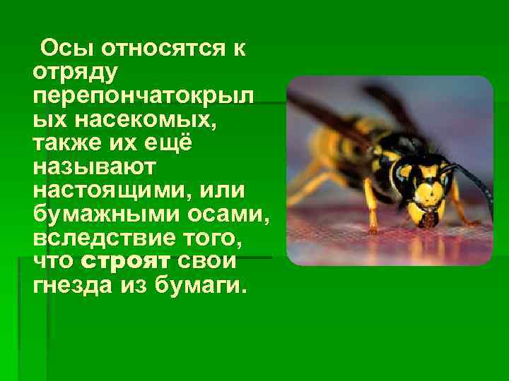 Осы относятся к отряду перепончатокрыл ых насекомых, также их ещё называют настоящими, или бумажными