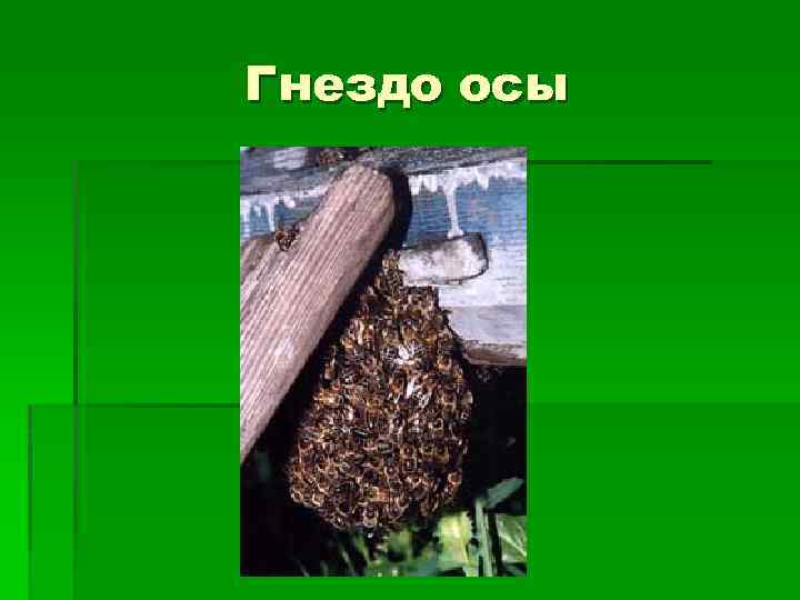 Гнездо осы 