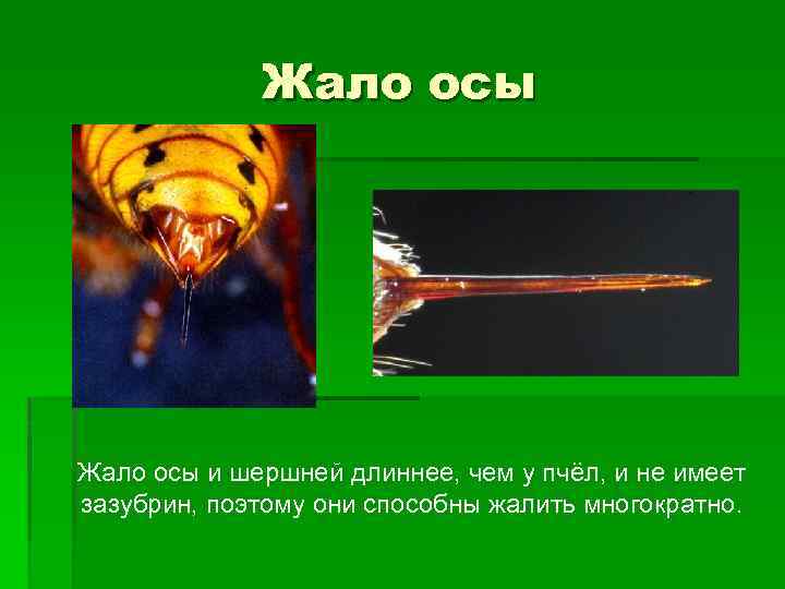 Жало осы и шершней длиннее, чем у пчёл, и не имеет зазубрин, поэтому они