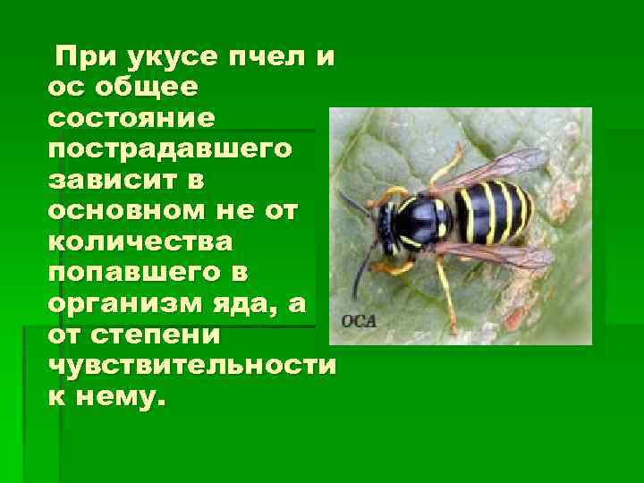 При укусе пчел и ос общее состояние пострадавшего зависит в основном не от количества