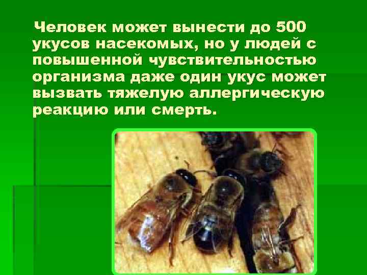 Человек может вынести до 500 укусов насекомых, но у людей с повышенной чувствительностью организма