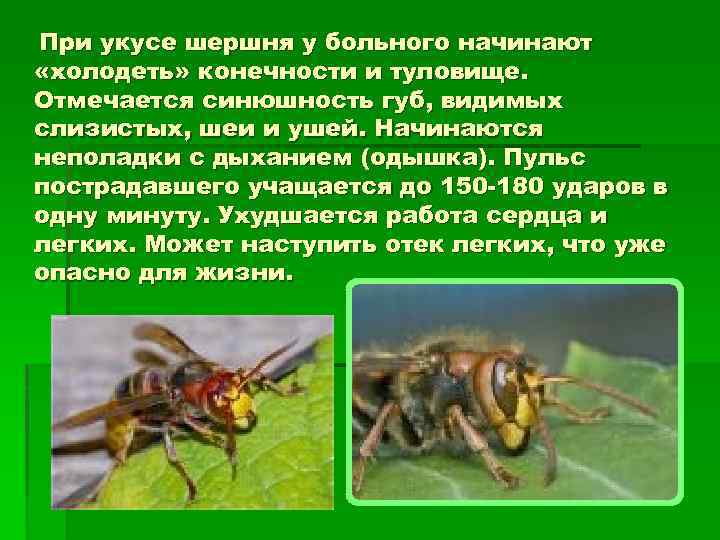 При укусе шершня у больного начинают «холодеть» конечности и туловище. Отмечается синюшность губ, видимых