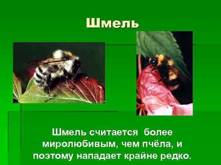 Шмель считается более миролюбивым, чем пчёла, и поэтому нападает крайне редко. 