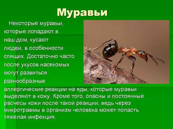 Муравьи Некоторые муравьи, которые попадают в наш дом, кусают людей, в особенности спящих. Достаточно