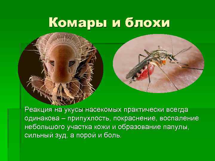 Комары и блохи Реакция на укусы насекомых практически всегда одинакова – припухлость, покраснение, воспаление