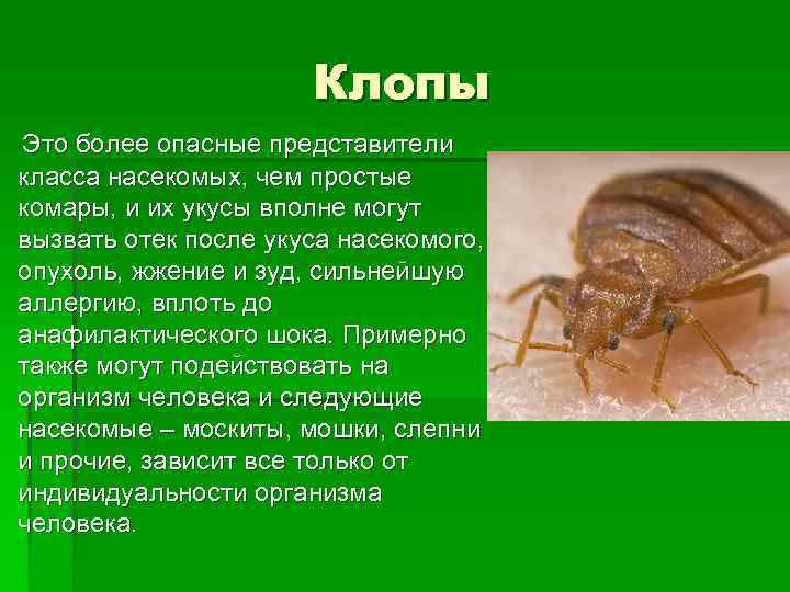 Клопы Это более опасные представители класса насекомых, чем простые комары, и их укусы вполне