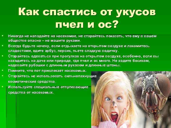 Как спастись от укусов пчел и ос? § § § Никогда не нападайте на