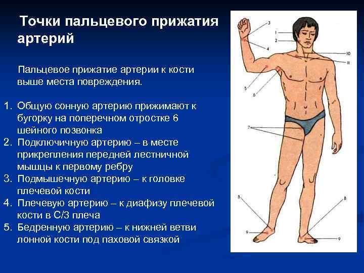 Точки пальцевого прижатия артерий Пальцевое прижатие артерии к кости выше места повреждения. 1. Общую