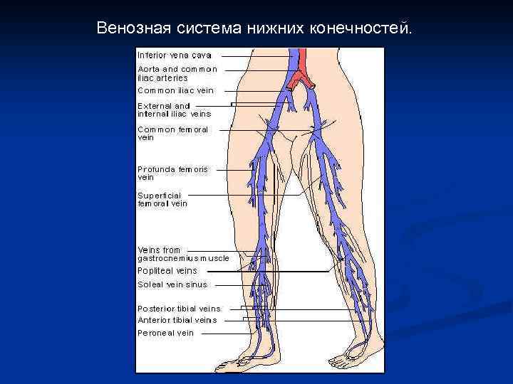 Венозная система нижних конечностей. 