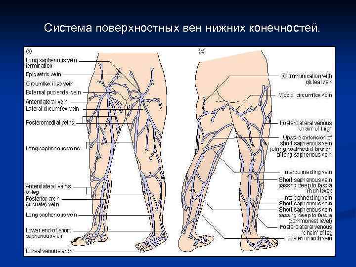 Система поверхностных вен нижних конечностей. 