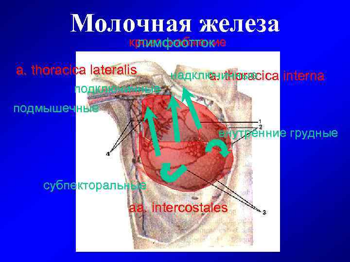 Молочная железа кровоснабжение лимфоотток a. thoracica lateralis подключичные подмышечные надключичные a. thoracica interna внутренние