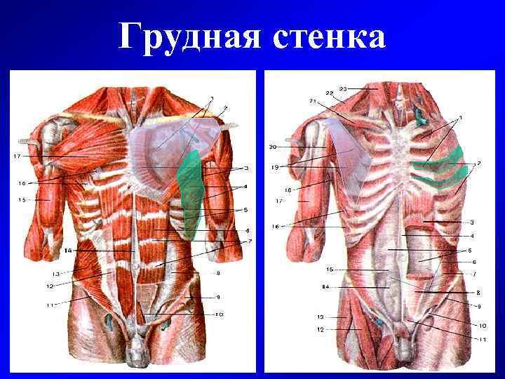 Задняя грудная стенка