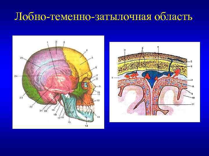 Лобно-теменно-затылочная область 