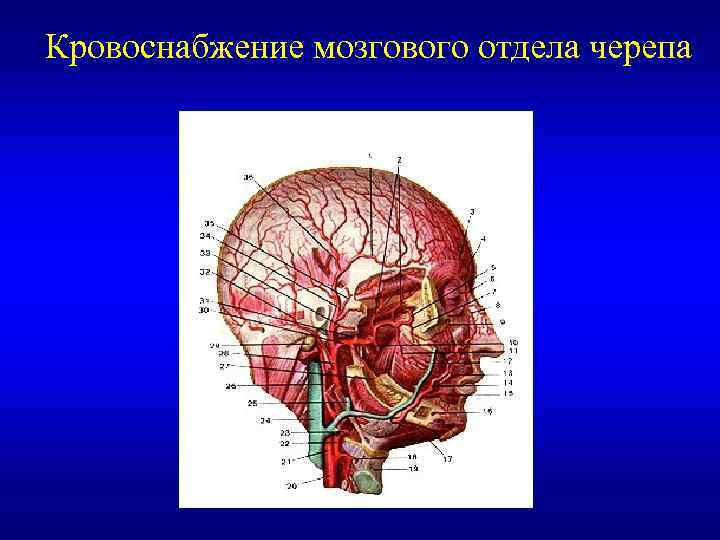 Кровоснабжение мозгового отдела черепа 