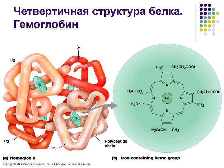 Четвертичная структура белка. Гемоглобин 