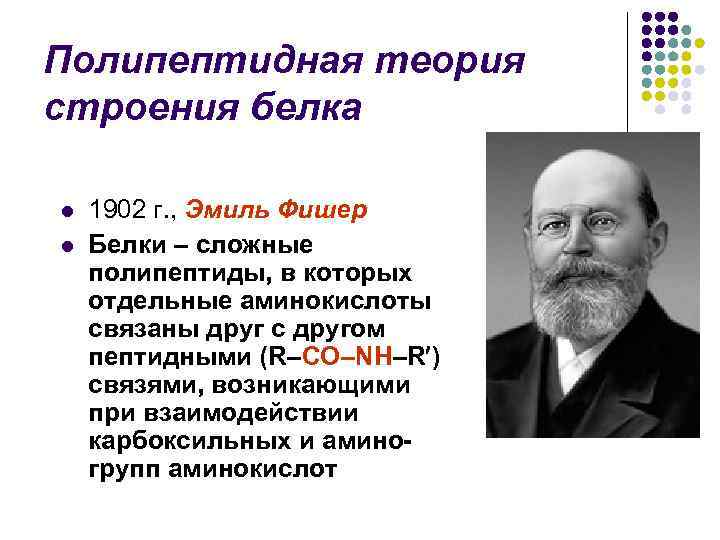 Полипептидная теория строения белка l l 1902 г. , Эмиль Фишер Белки – сложные