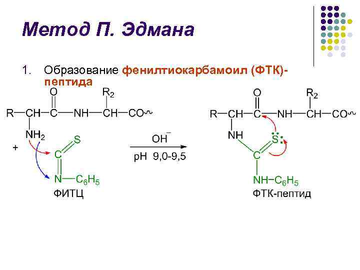 Метод П. Эдмана 1. Образование фенилтиокарбамоил (ФТК)пептида 