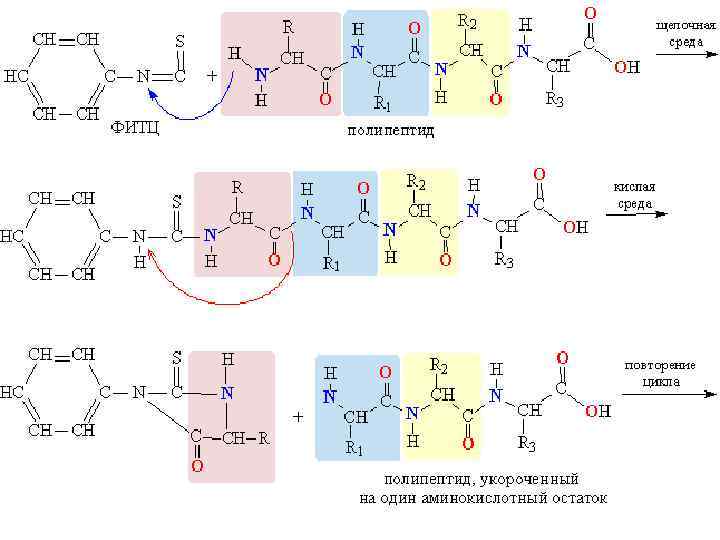 Схема образования любого трипептида