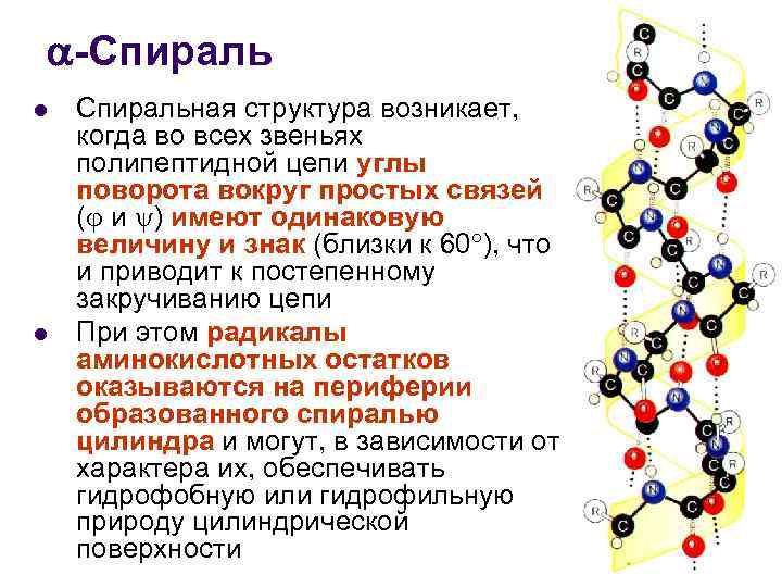  -Спираль l l Спиральная структура возникает, когда во всех звеньях полипептидной цепи углы