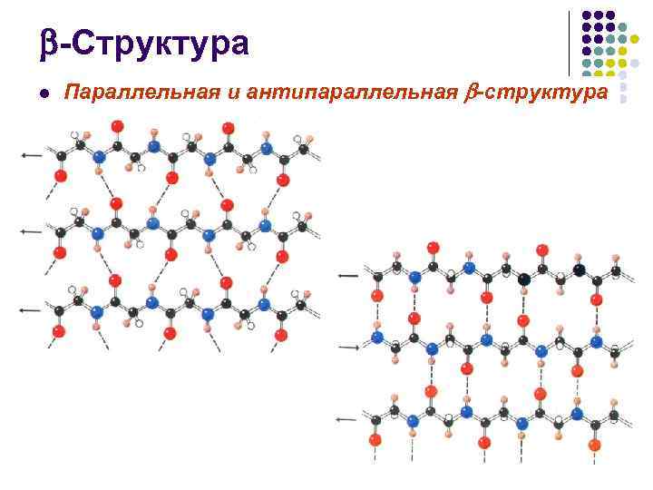  -Структура l Параллельная и антипараллельная -структура 