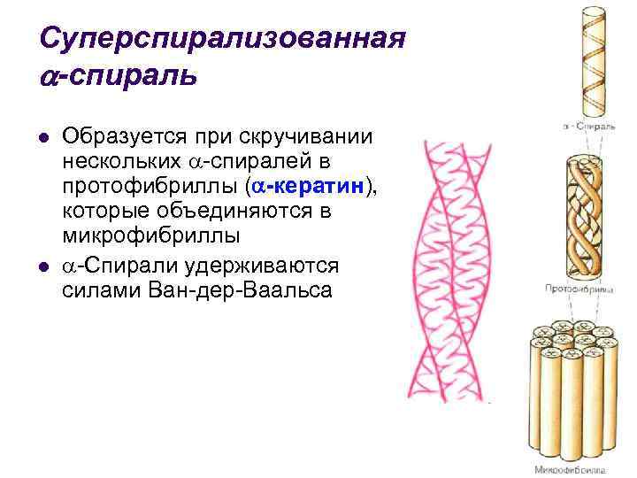 Суперспирализованная -спираль l l Образуется при скручивании нескольких -спиралей в протофибриллы ( -кератин), которые