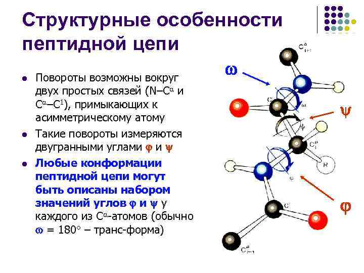 Молекулы белков отличаются