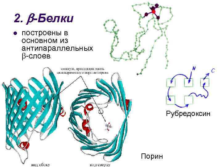 Как определить белки