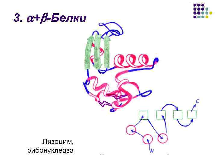 3. + -Белки Лизоцим, рибонуклеаза 