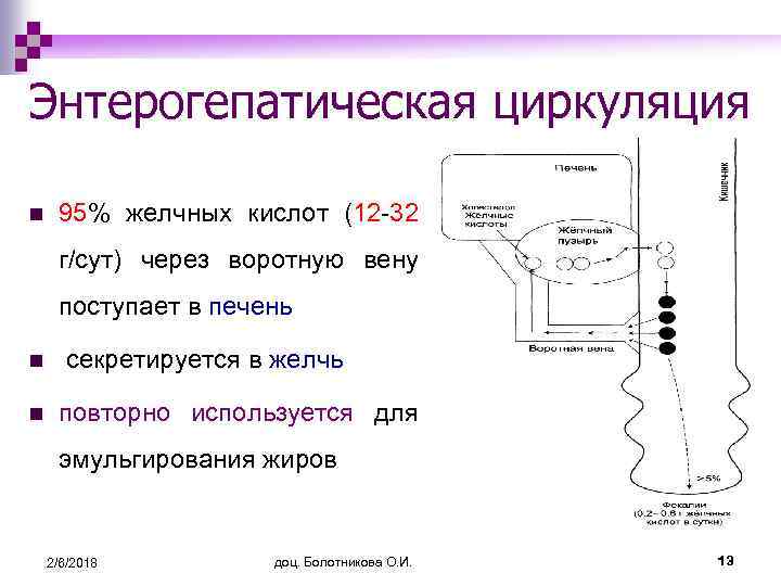 Энтерогепатическая циркуляция желчных кислот схема