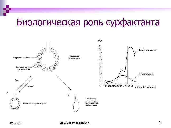 Функции сурфактанта. Роль сурфактанта. Роль сурфактанта состоит. Лёгочный сурфактант.