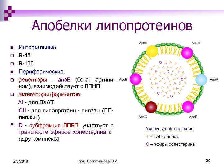 Апобелки липопротеинов n q q § Интегральные: В-48 В-100 Периферические: рецепторы - апо. Е